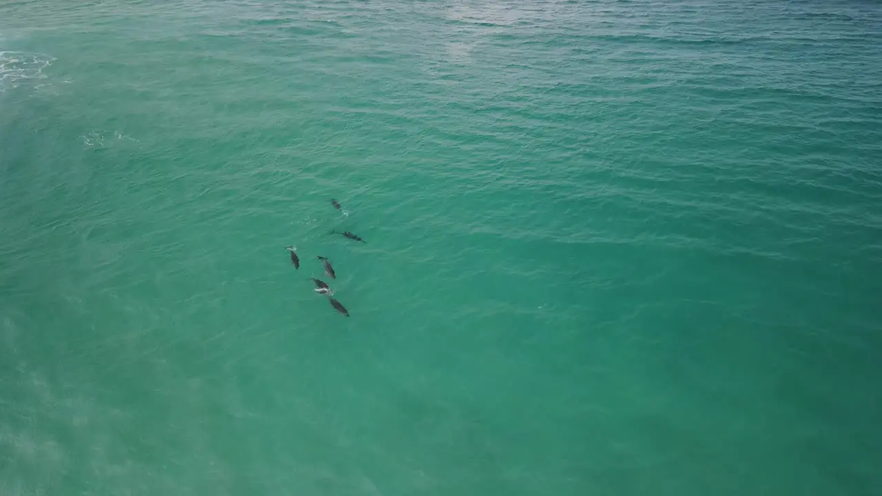 Aerial drone footage of a shark in the clear waters of Albany Western Australia Pt2