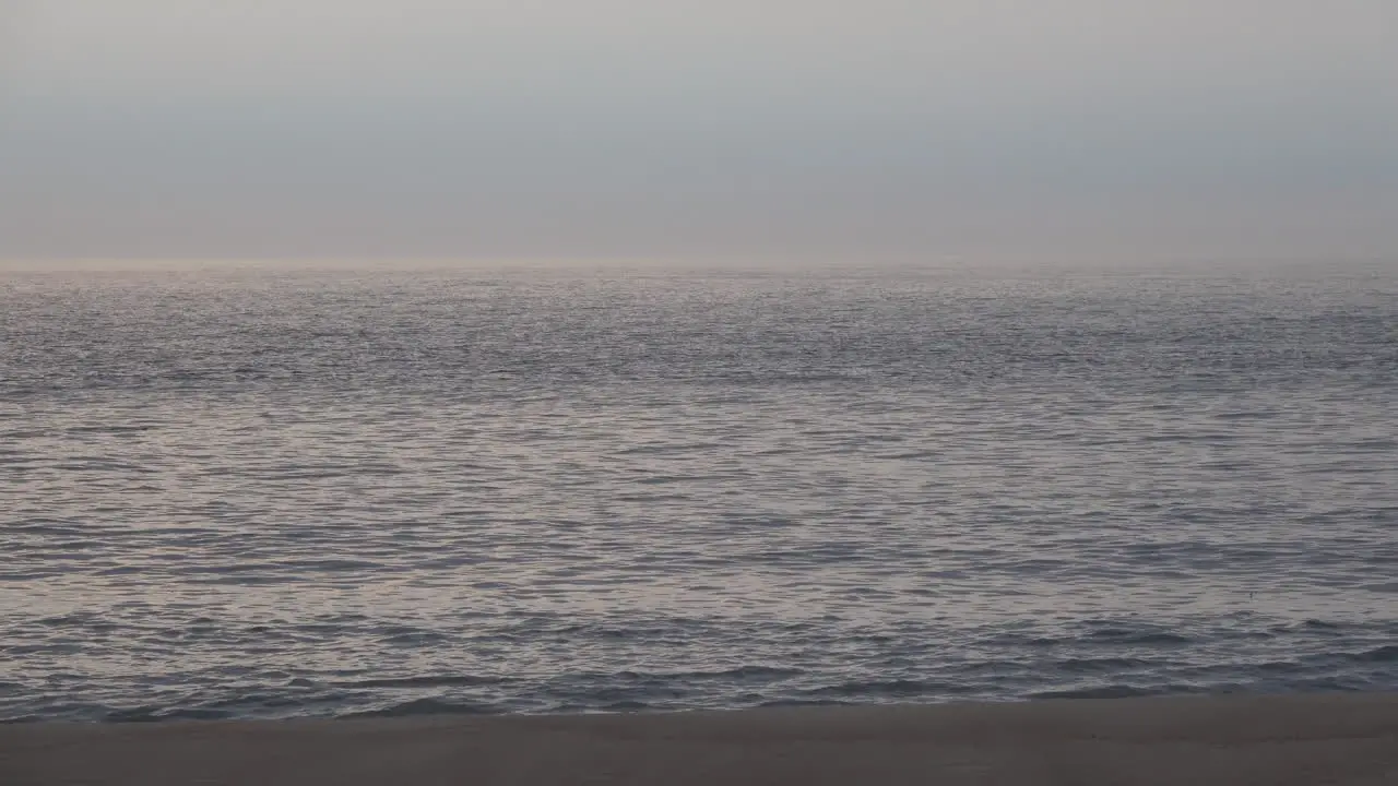 Dolphins are seen swimming a few yards offshore as waves break on the beach at dawn