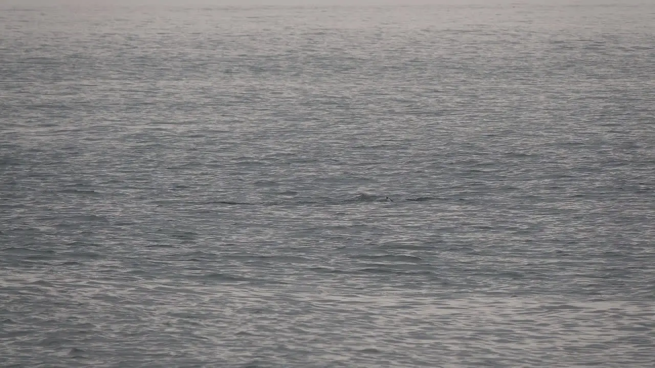 A pod of dolphins swim and breach in ocean swells as seagulls fly and float nearby