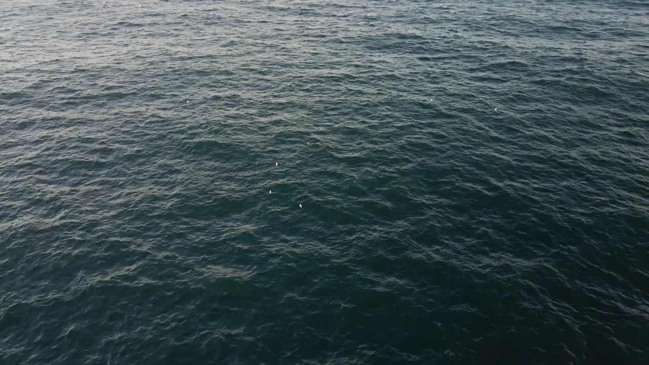 Flock Of Seabirds Feeding On Blue Ocean Clovelly Beachside Sydney Eastern Suburb NSW Australia