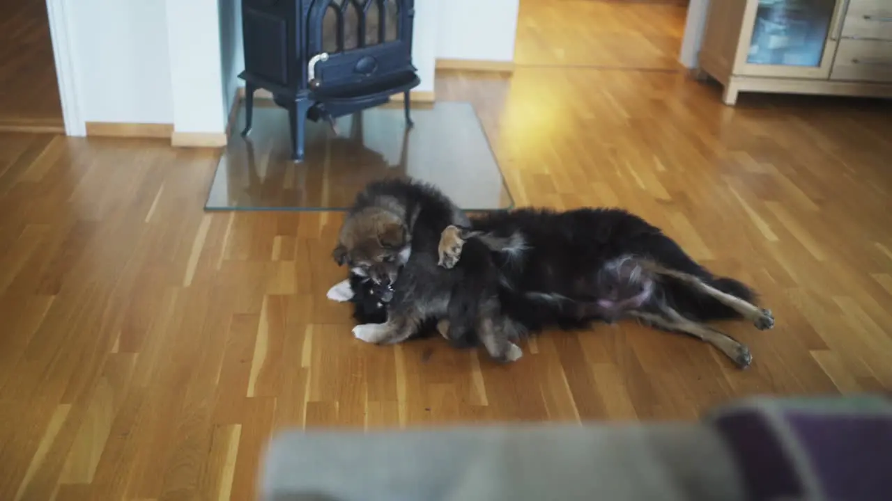 Slowmotion shot of a Finnish Lapphund puppy playing roughly with an older black dog