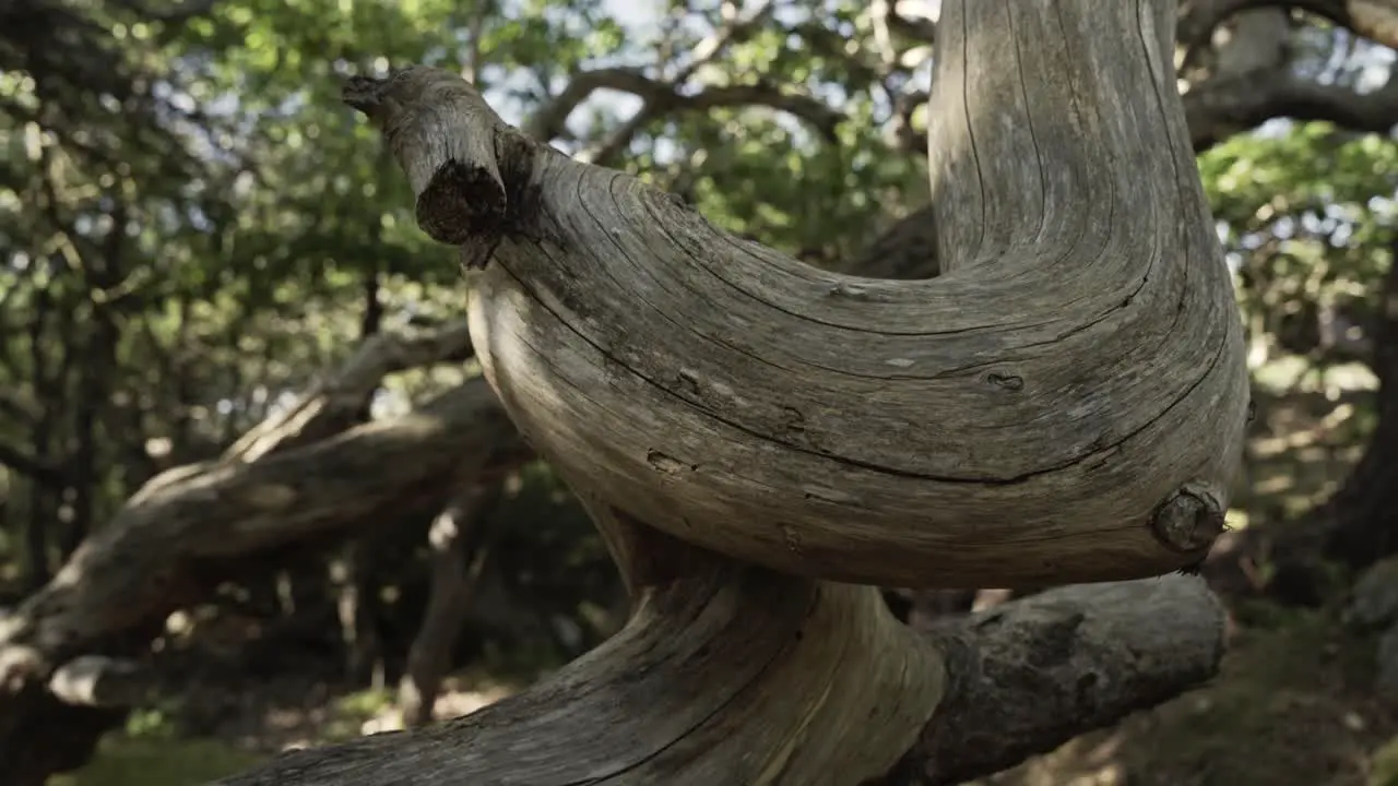 Dry dead dry twisted tree branch in woodland area close up view