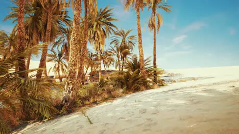 palm trees and the sand dunes in Oasis