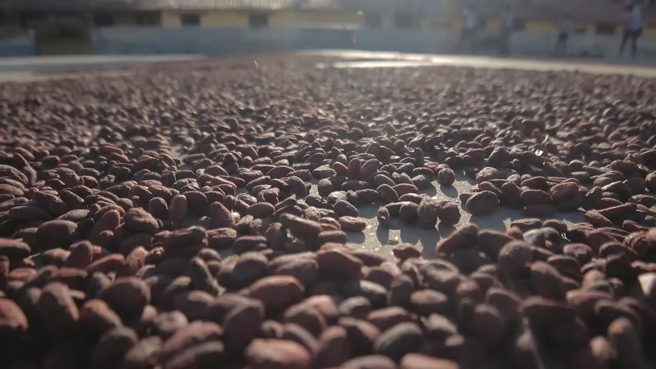 Slow close-up from right to left of an endless pile of cocoa beans drying in the sun