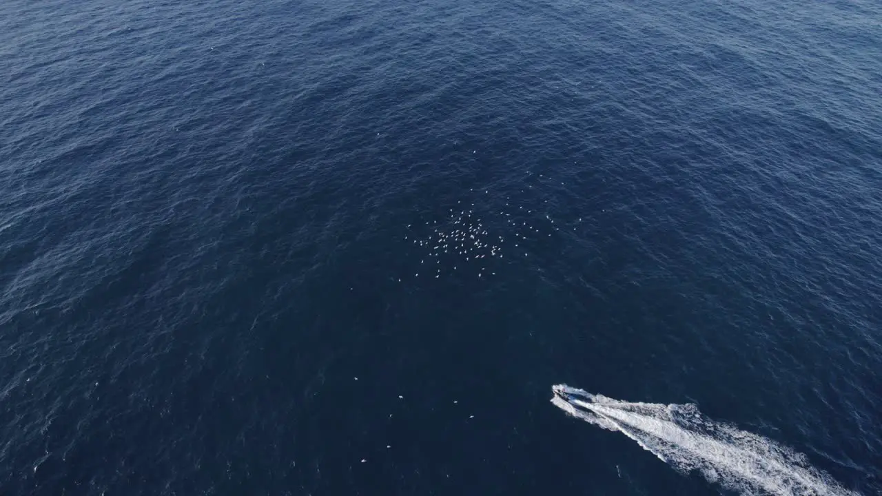 Flock Of Birds Flying Over Speedboat Leaving Wake In The Blue Sea