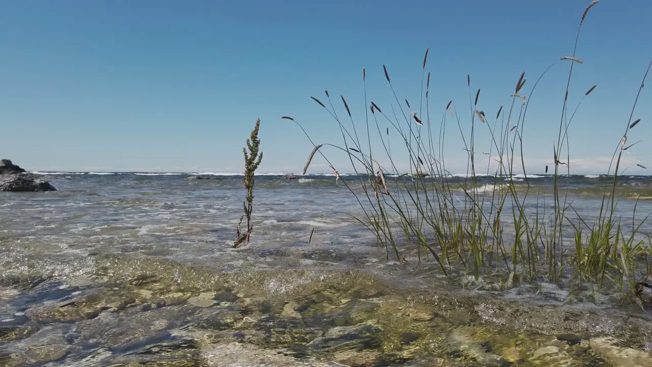 Baltic sea vegetation waves crashing against shore on sunny day Sweden pan left