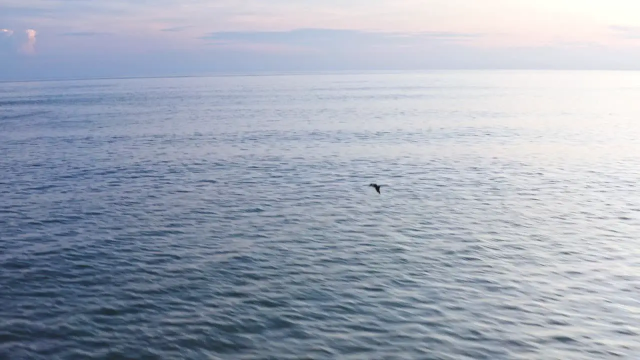 Aerial American white pelican flying over Pacific Ocean at sunset follow view