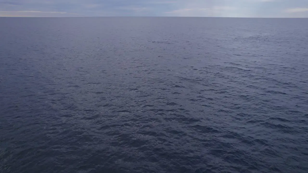 Humpback Whales Swimming In The Open Blue Sea At Sunrise In Australia