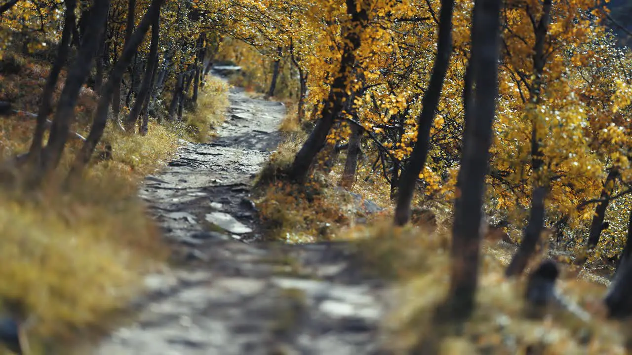 A narrow rocky trail leads through the autumn birch tree grove