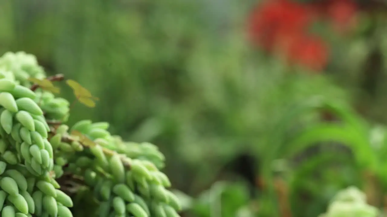 Closer view and left side truck camera movement from a Sedum morganianum plant