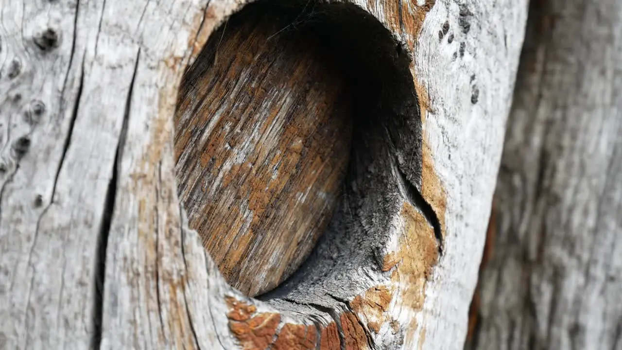 Neglected vintage weathered wooden rustic timber hole blocked in dolly slow right