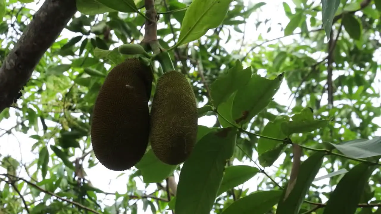 Concept of agriculture tropical fruits