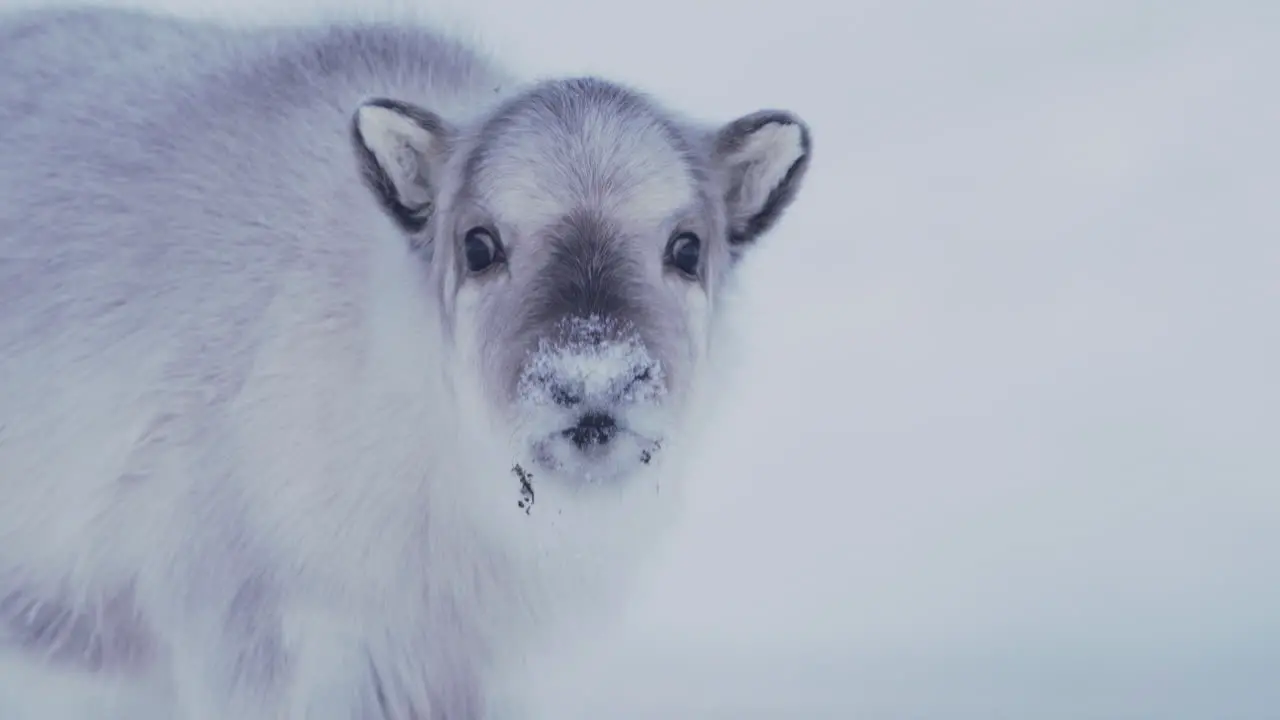 A young adorable and curious reindeer calf sniffing and checking out the camera