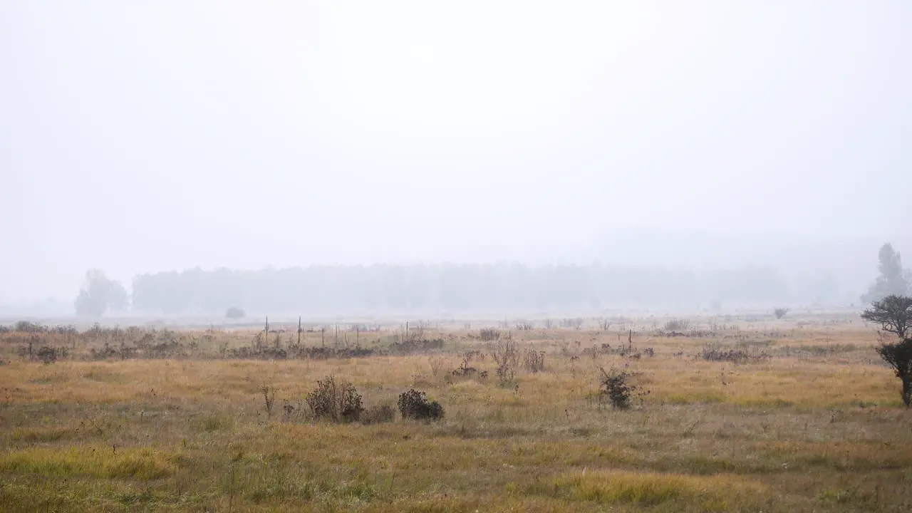 Grassy windswept highland heath on a foggy autumn day Czechia