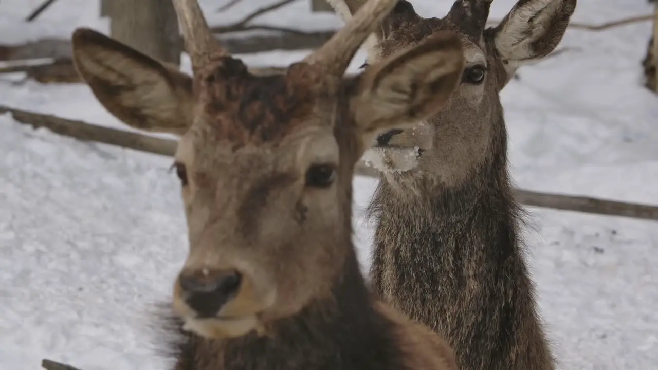 2 buck deer pushing closeup winter