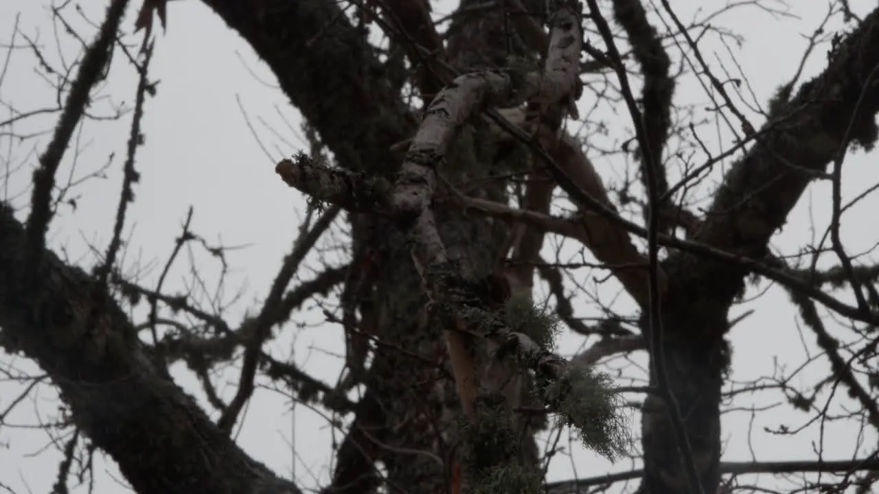 Close up shot of trees almost in darkness