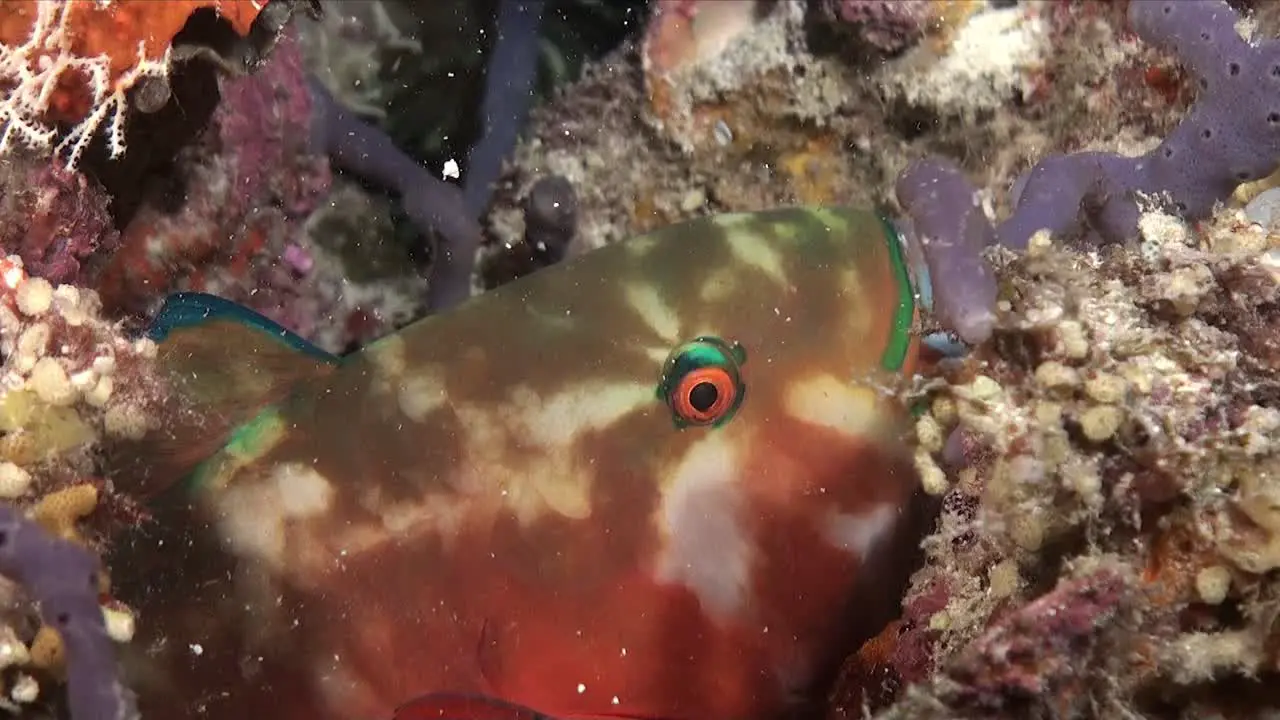 Parrotfish close up sleeping in bubble of mucus on coral reef at night