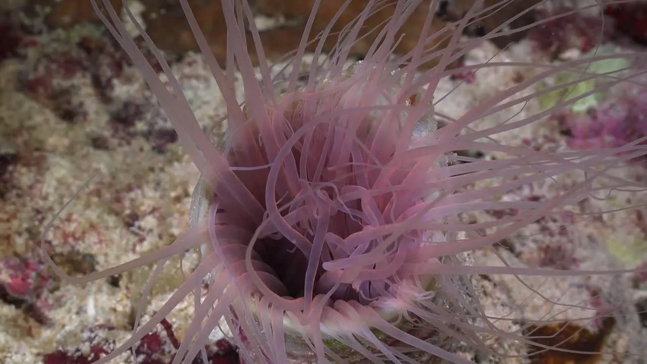 Pink sea anemone close up on coral reef at night