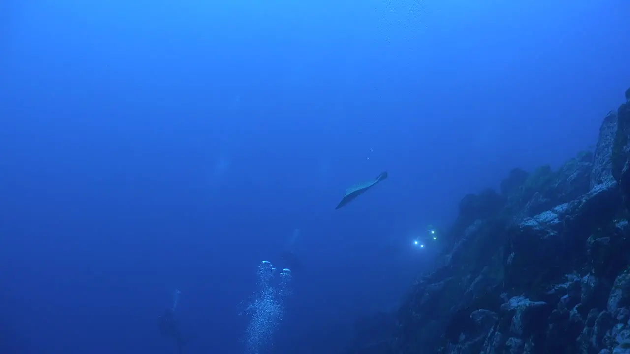 Stingrays swimming towards camera with scuba divers in the background