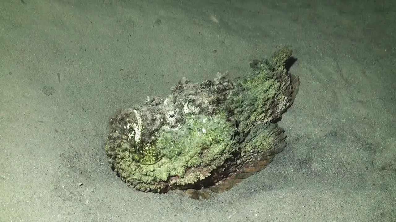 Real Stonefish lying on sand in the Red Sea wide angle shot