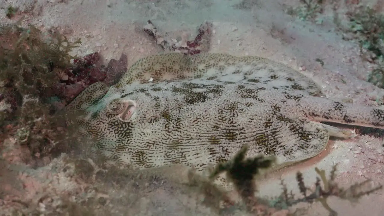 Stingray feeding on sand in the Caribbean Sea