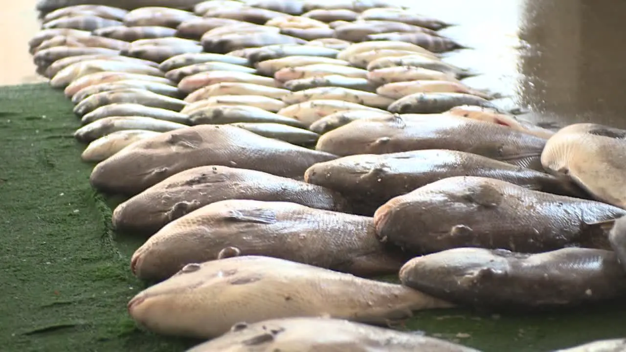 Pan up of flies crawling over rows of fresh fish