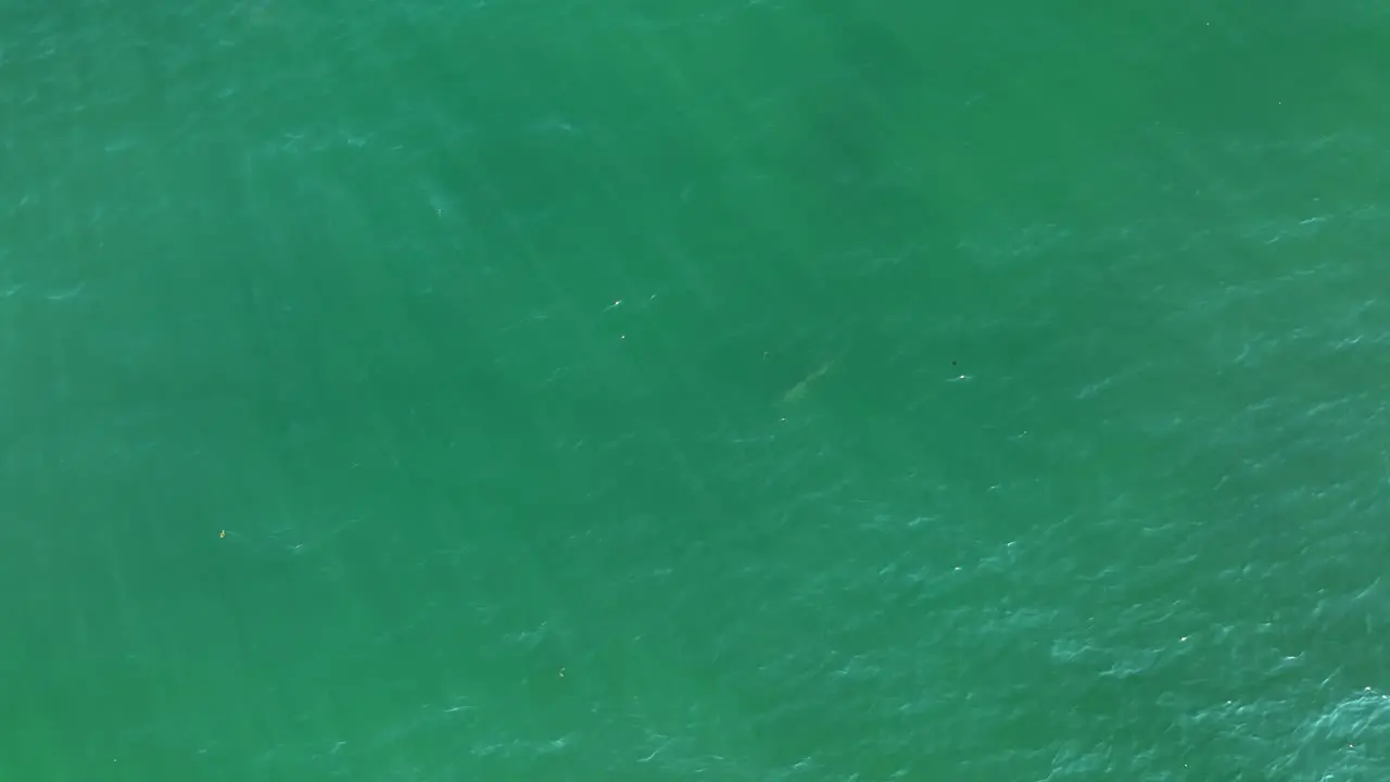 Single large striped bass seen near seas surface