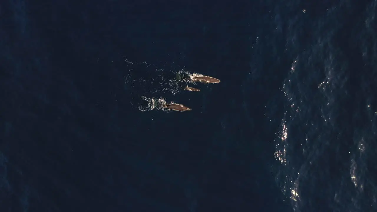 A family of three whales are swimming together on the surface