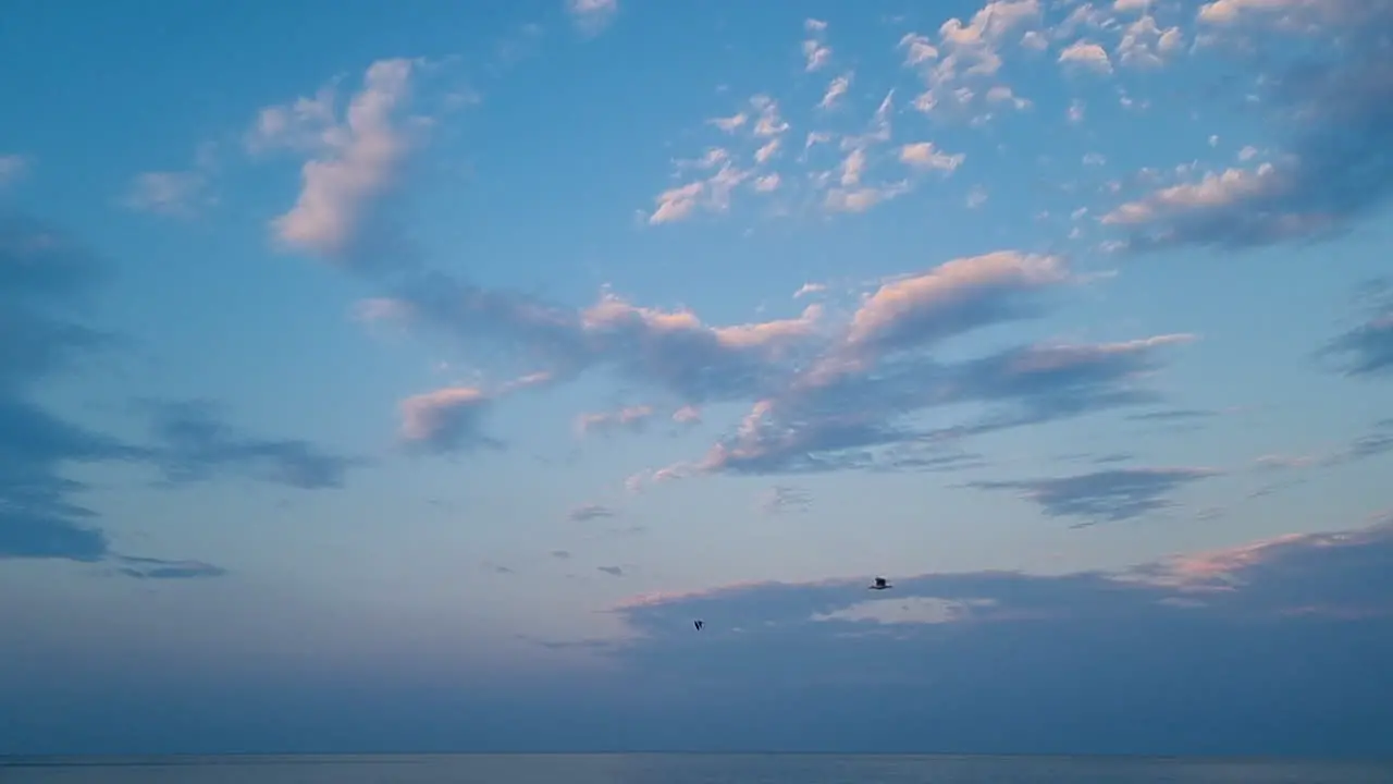 Slow motion of seagulls flying in the sky above the sea