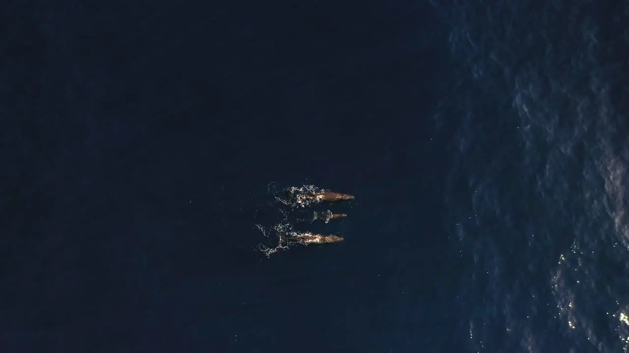 A family of three whales are swimming together as one breathes out and splashes water