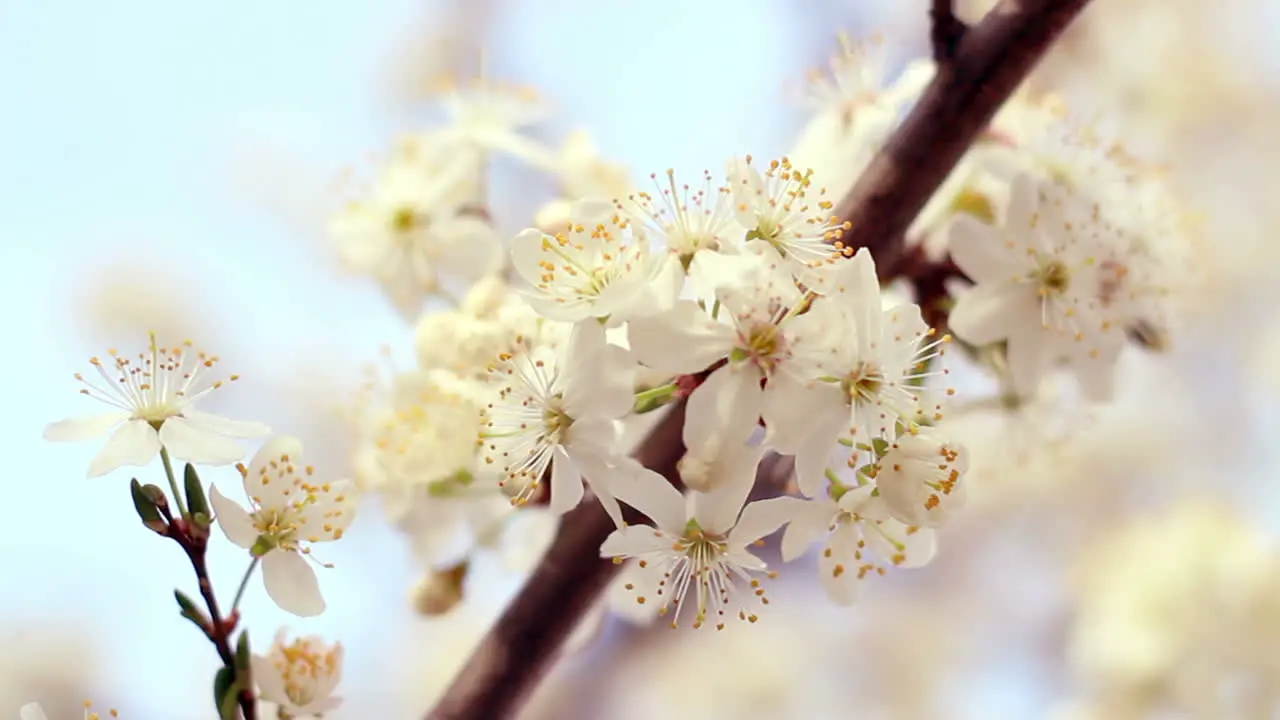 Floración Del Cerezo De Cerca Delicadas Flores De Cerezo A La Luz Del Sol