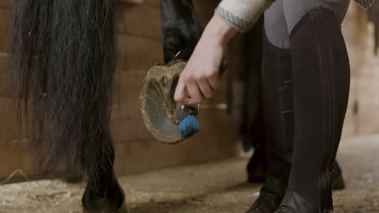 Dueño Del Caballo Limpiando La Pezuña Y La Herradura