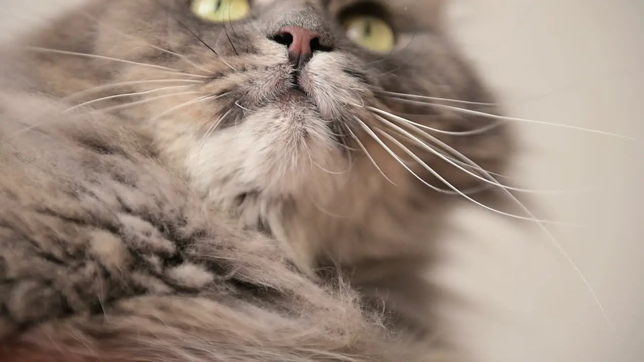 Primer Plano De La Cara Y Los Ojos De Un Gato