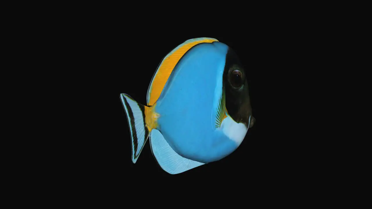 Blue Tang Fish Production Element