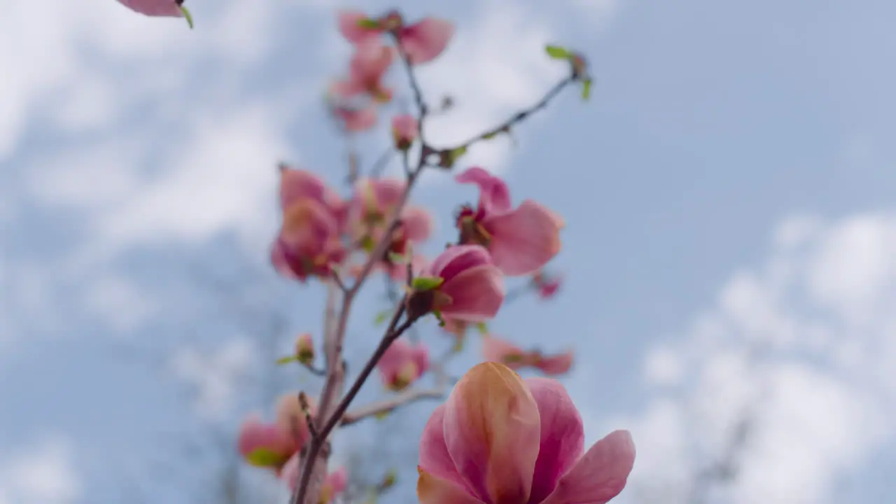 Nahaufnahme Rosafarbener Blumen Die Vor Blauen Himmelswolken Blühen Kleine Rosa Blüten