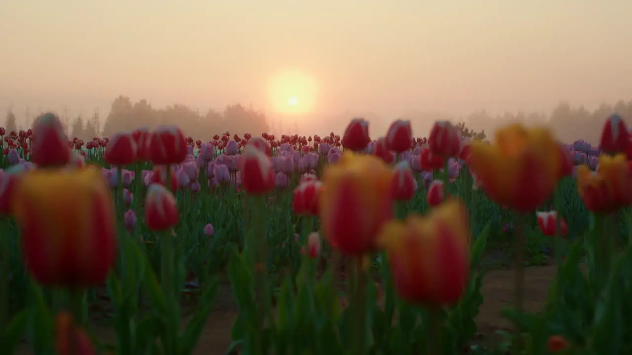 Picturesque view of spring flower park in sunrise Floral garden in morning mist