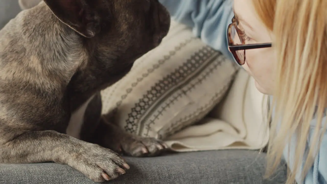 Top View Of A Bulldog Dog Lying On Sofa While His Owner Caresses Him