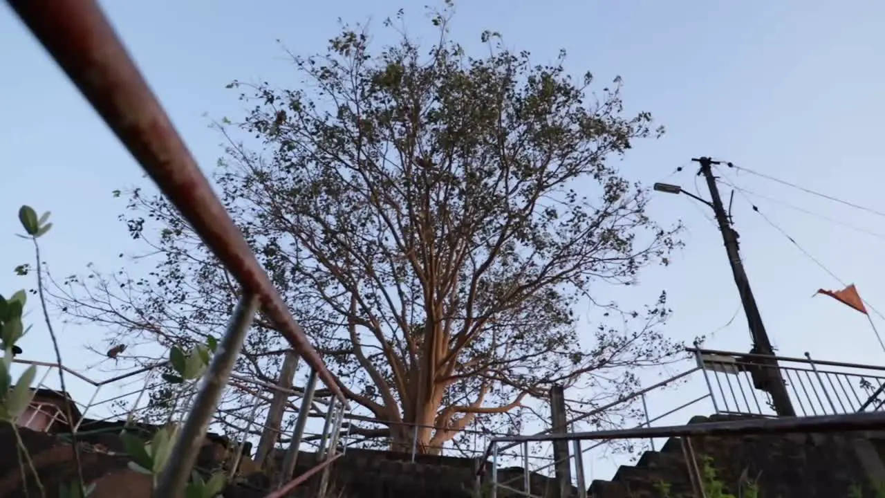 Ashwatha tree of Narahari Parvatha Temple DK KA India