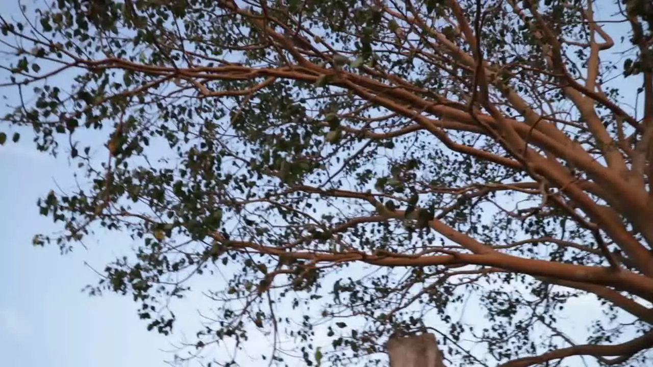 Ashwatha Tree found in Shree Narahari Sadashiiva Temple DK KA India