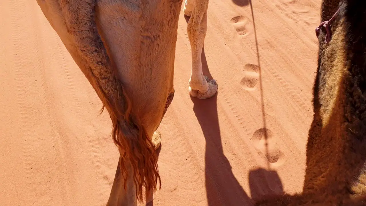 Close up of camels walking in Arabian Wadi Rum desert leaving camel footprints in the red sand in Jordan Middle East