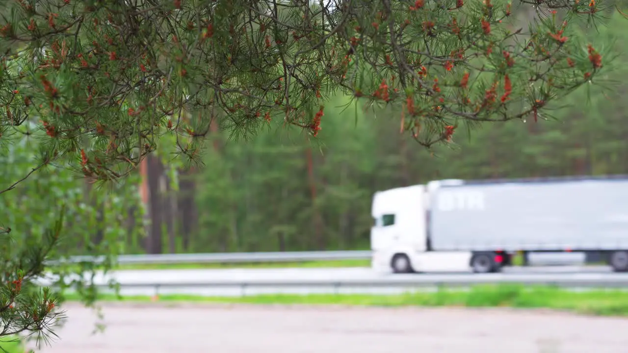 Wet pine tree branch with blurred trucks transporting goods in background