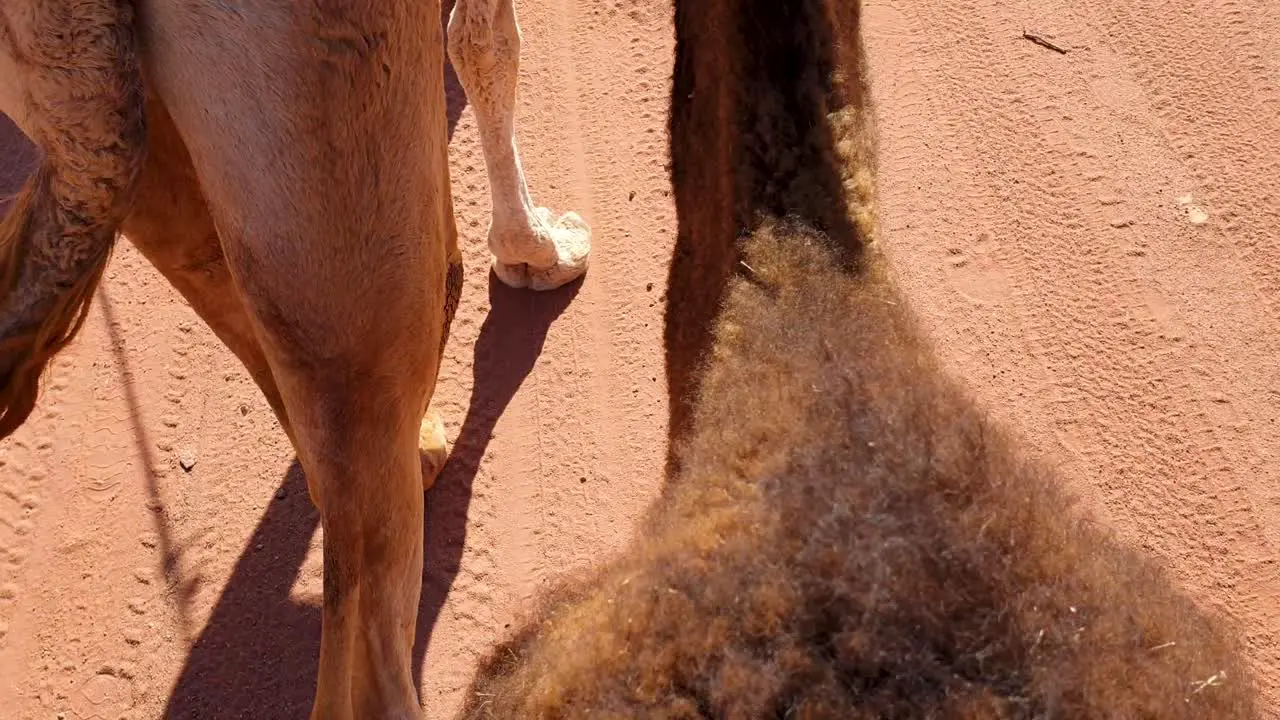 Close up of two camels walking through red sand of remote vast Wadi Rum desert in Jordan Middle East