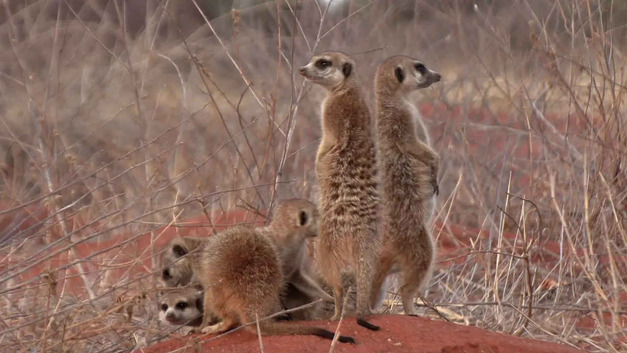 A family of meerkats at their den two of which stand upright and guard the others