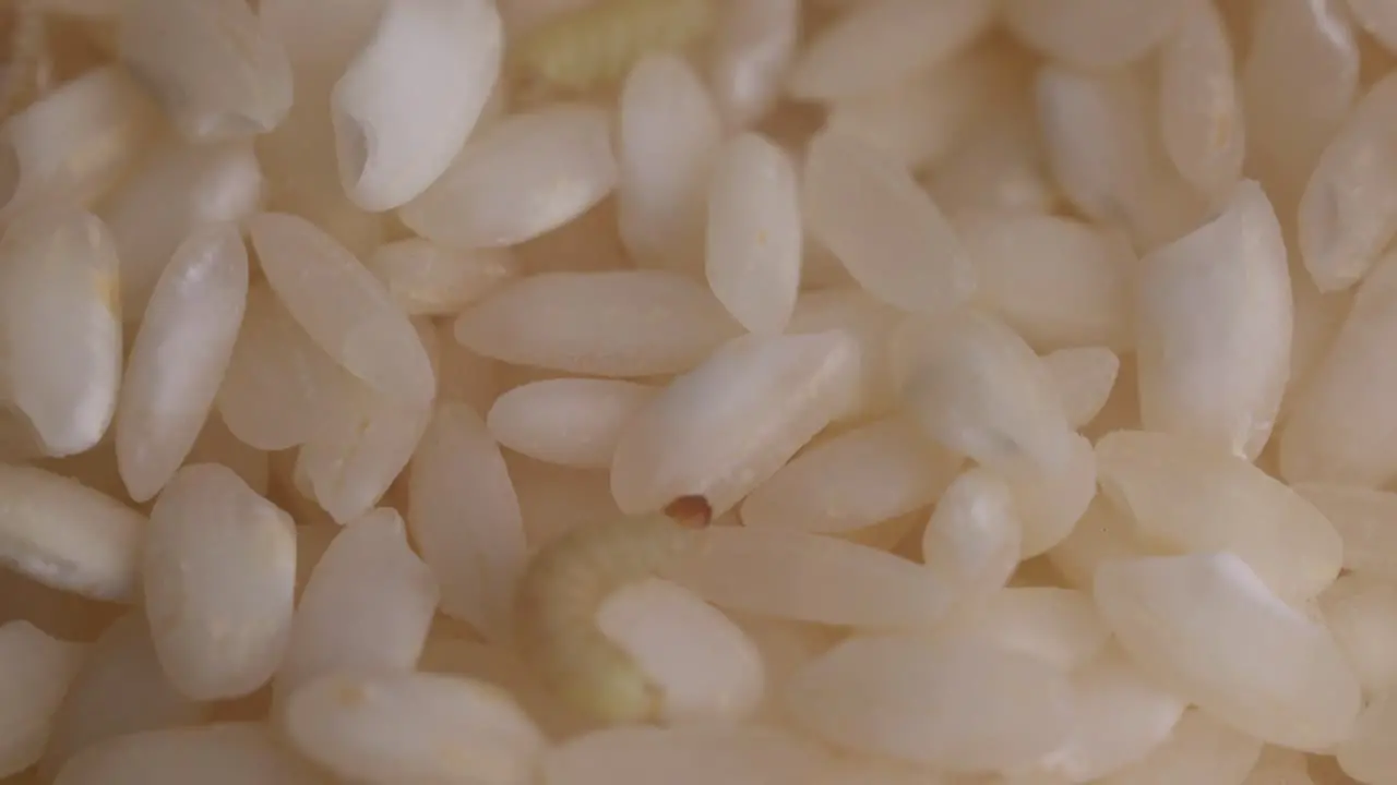 Food Moth Larva Crawling On Rice Grains