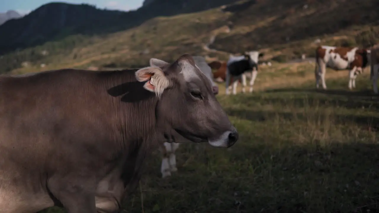 Closeup portrait of a cow in Val Gardena Dolomites Italy