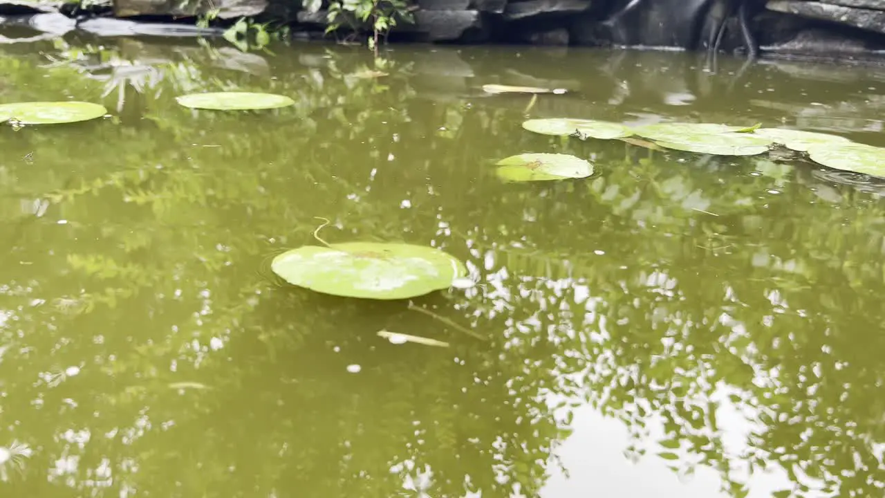 Lily pads in back yard natural pond