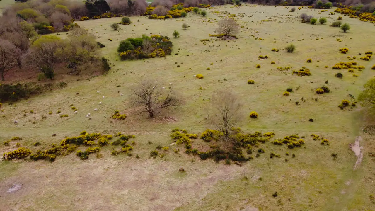 Aerial view rotating shot of four trees shedding their yellow leaves over green grass indicating autumn season in Thetford norfolk UK