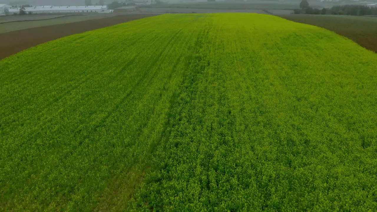 Aerial fotage over mustard field green field ripening mustard field in foggy day drone 4K close up ground and fog