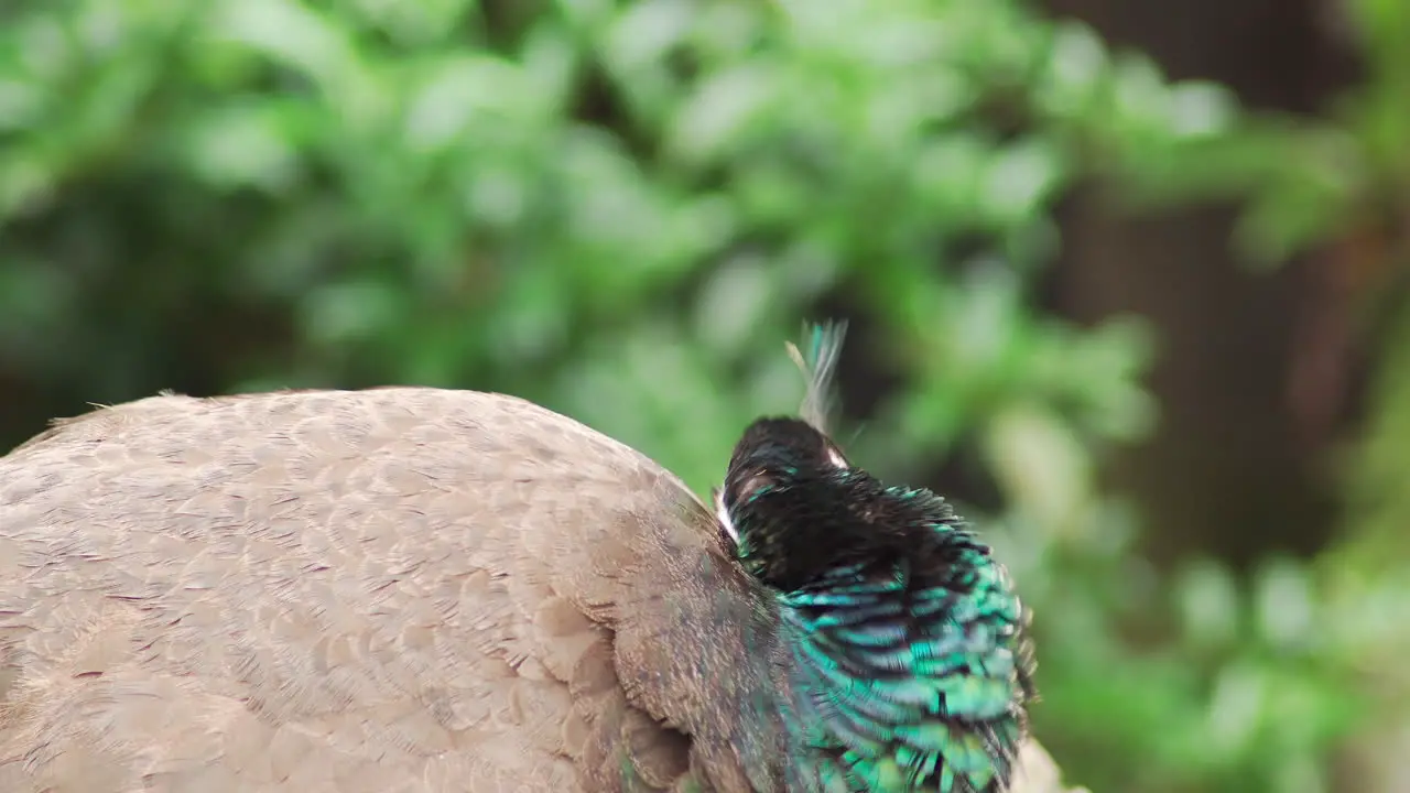 Wild exotic female peacock grooming herself