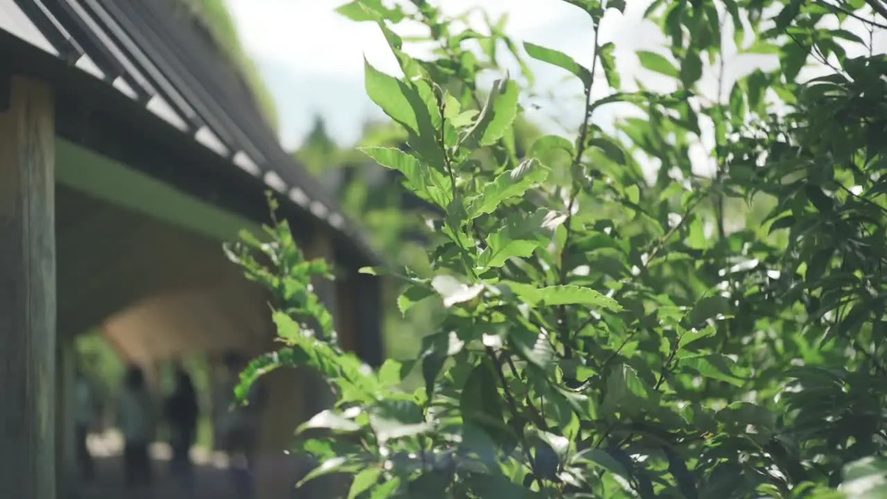 Green Plants Swaying In The Wind Outside The Club Harie J'oublie le temps On A Sunny Day In Shiga Japan